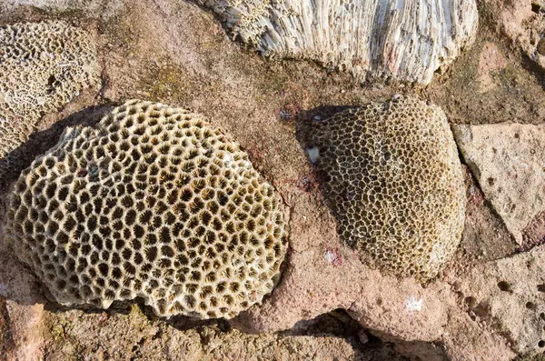 Ölü mercan. Doğal deniz mercanlarının biyolojik dokusu. Mercan dokusunun makro fotoğrafı. Fildişi mercan yapısına yakın çekim.