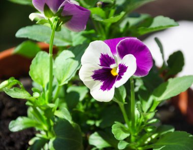 Viola üç renkli. Violet üç renkli yıllık veya iki yıllık bir bitkisel bitki türüdür. Yeşil arka planda çiçek açan menekşe.