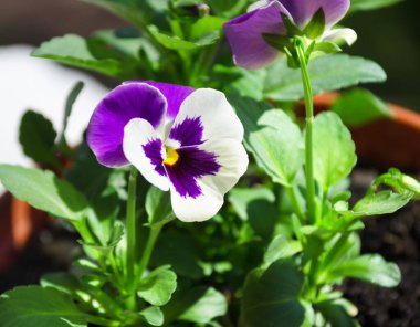 Viola üç renkli. Violet üç renkli yıllık veya iki yıllık bir bitkisel bitki türüdür. Yeşil arka planda çiçek açan menekşe.