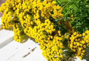 Tansy on the windowsill. Medicinal tansy on a white windowsill. Prevention of herbal medicine. clipart