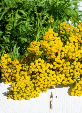 Tansy on the windowsill. Medicinal tansy on a white windowsill. Prevention of herbal medicine. clipart