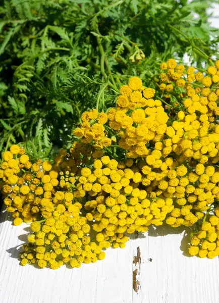 stock image Tansy on the windowsill. Medicinal tansy on a white windowsill. Prevention of herbal medicine.