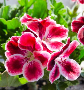 Pembe pelargonyum çiçekleri. Kraliyet pelargonyumu. Güneşin altında çiçek açan sardunya. Balkonda çiçekler..