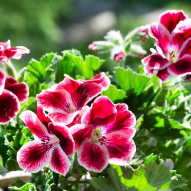 Pelargonium flowers. Royal pelargonium. Blooming geranium in the sun. Flowers on the balcony. clipart