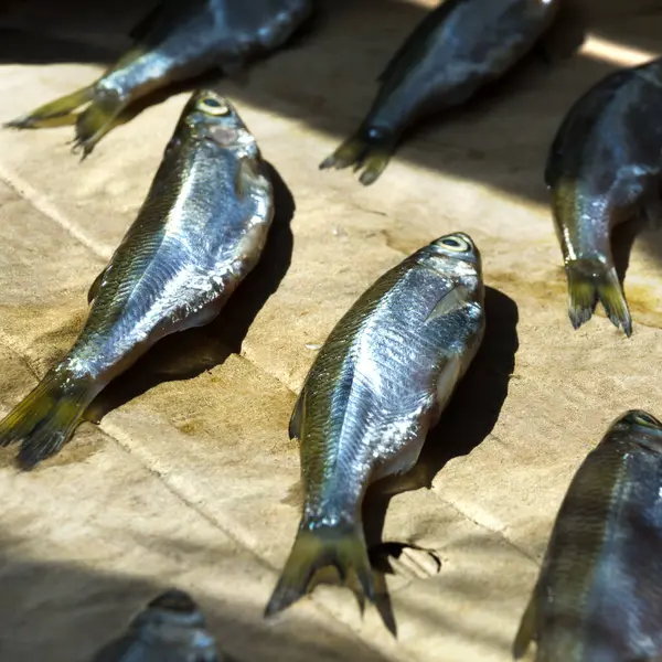 stock image Dried fish on paper. Verkhovodka or Ukleika. Very tasty, fatty fish for beer.