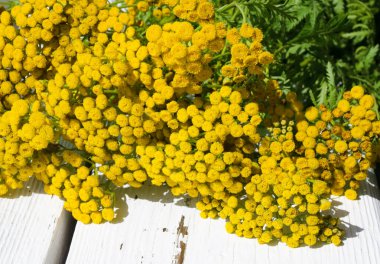 Tansy on the windowsill. Medicinal tansy on a white windowsill. Prevention of herbal medicine. clipart