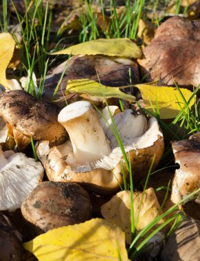 Autumn mushrooms. Tricholoma populinum mushroom on grass and yellow leaves. Autumn mushroom picking. clipart