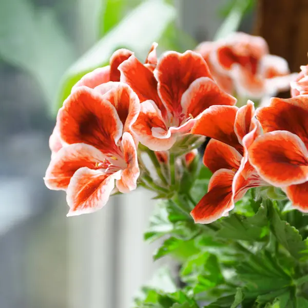 stock image Orange pelargonium flowers. Royal pelargonium. Blooming geranium in the sun. Flowers on the balcony.