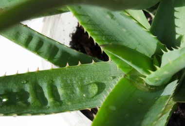 Beyaz arka planda Aloe Vera. Kullanışlı bitki.