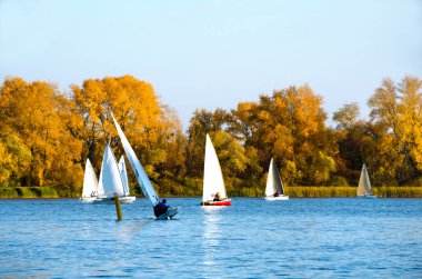 Sports yachts against the backdrop of an autumn landscape. Yacht competitions on a bright sunny day. clipart