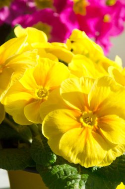 Balkonda yakın plan Primrose. Sarı ve pembe renkli güzel büyük çiçekler.