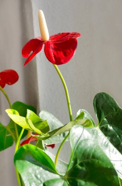 Blooming Anthurium, Araceae familyasından bir bitki cinsidir. İnanılmaz güzel bir çiçek..