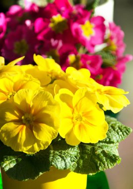 Balkonda yakın plan Primrose. Sarı ve pembe renkli güzel büyük çiçekler.