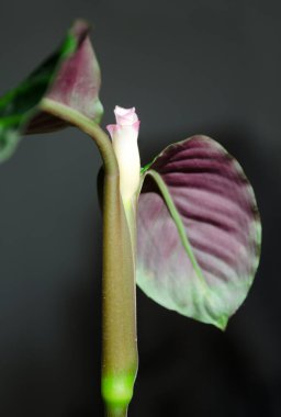Lanet olası Calathea. Calathea, Marantaceae familyasından bir bitki cinsidir..