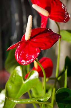 Blooming Anthurium, Araceae familyasından bir bitki cinsidir. İnanılmaz güzel bir çiçek..