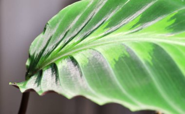 Calathea, Marantaceae familyasından bir bitki cinsidir. Calathea yapraklarının inanılmaz güzel bir deseni var..