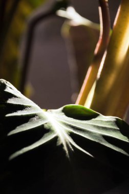 Calathea, Marantaceae familyasından bir bitki cinsidir. Calathea yapraklarının inanılmaz güzel bir deseni var..