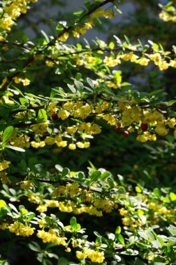 Böğürtlen dalı, sayısız parlak sarı çiçek ve yeşil yapraklarla süslenmiş doğal ışıkta hafifçe bulanık yeşil arkaplan.