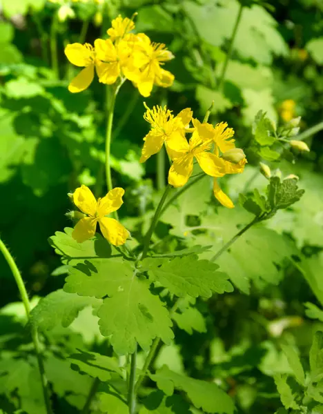 Çiçek açarken, Celandine etrafa yayılmış güneş ışığıyla aydınlatılmış dört yapraklı, dört yapraklı, küçük, parlak sarı çiçekler üretir..