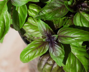 Canlı fesleğen yapraklarından bir yakın plan, bazıları saf yeşil ve diğerleri parlak mor damarlı. Işıklandırma onların pürüzsüz dokusunu vurgular..