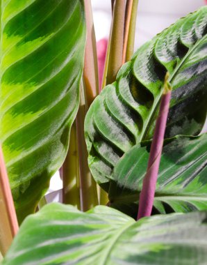 Karmaşık desenler ve tropik Calathea bitkisinin yapraklarının zengin yeşil renkleri. Açık yeşil çizgiler ve koyu damarlar yaprağın daha koyu yeşili ile tezat oluşturarak eşsiz doğal dokusunu ve canlı rengini ortaya koyuyor..