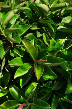 Yakın plan bir Ficus elastica, parlak koyu yeşil yapraklı canlı bir Ficus elastica çiti. Sayısız yeni yaprak ortaya çıkıyor..