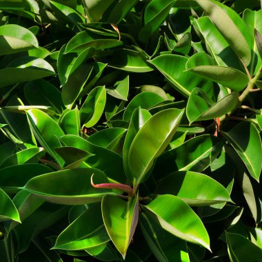 Yakın plan bir Ficus elastica, parlak koyu yeşil yapraklı canlı bir Ficus elastica çiti. Sayısız yeni yaprak ortaya çıkıyor..