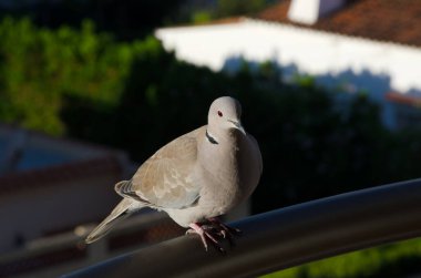 Yumuşak gri-kahverengi tüylü, yakalı güzel bir güvercin ve ön plandaki metal korkuluklara çarpan kırmızı gözler. Arka plan hafifçe bulanık, parlak güneş ışığı altındaki yeşil ağaçları ve beyaz binaları gösteriyor..