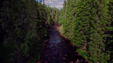 Uzun çam ağaçları olan güzel dağ ormanı nehri. İnsansız hava aracı, yazın ağaçlar ve yüksek uçurumlar arasında nehrin üzerinde uçuyor. İsveç 'in Varmland ilçesindeki el değmemiş İskandinav vahşi doğasında.