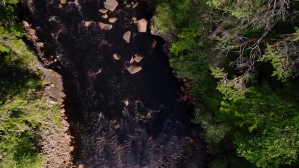 아래쪽에 보이는 강에서는 바위들 흐르고 있었고 급류는 상록수 소나무 숲으로 — 비디오