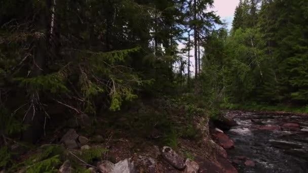 Low Angle Beautiful Evergreen Forest River Nordic Wilderness Revealing Shot — Stock Video