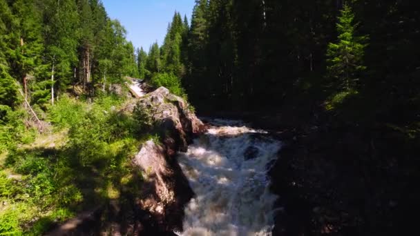 Low Angle Scenic Forest River Sun Shines Flowing Stream Tall — Wideo stockowe