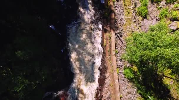 Top View River Flowing Forest Mountain Sunny Day Summer Famtfallet — Wideo stockowe