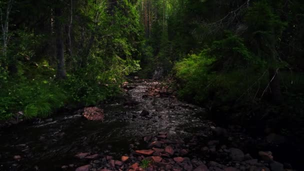 静かに流れるストリームの上に低い角度 ハンドヘルドの森の影の中で撮影 水の中の茶色の色の小石 夏のスウェーデン — ストック動画