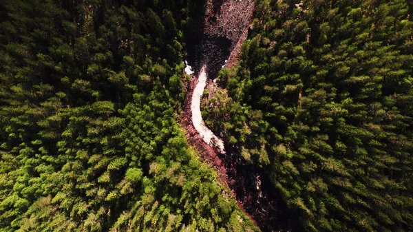 Top down view on a river surrounded by dense pine forest. Aerial overhead shot untouched forest of the scandinavian wilderness in summer. In Vrmland County Sweden