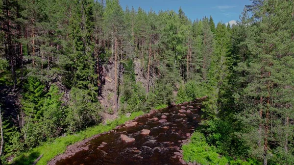 Nordic forest river landscape. evergreen pine trees on the mountain cliff. In the Swedish untouched wilderness.