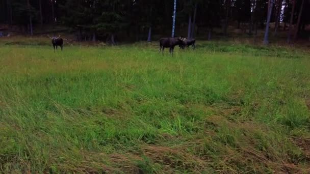 Tre Europeiska Tjurälgar Med Horn Står Vid Skogsbrynet Gröna Ängarna — Stockvideo