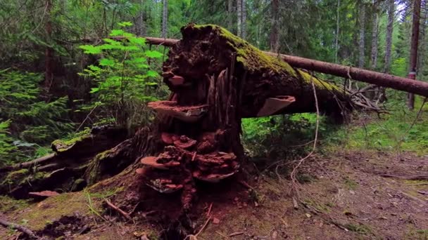 倒下的树正在森林中央腐烂 树桩上长着覆盖着苔藓和毒菌的圆木 左向右滑动铅球 — 图库视频影像