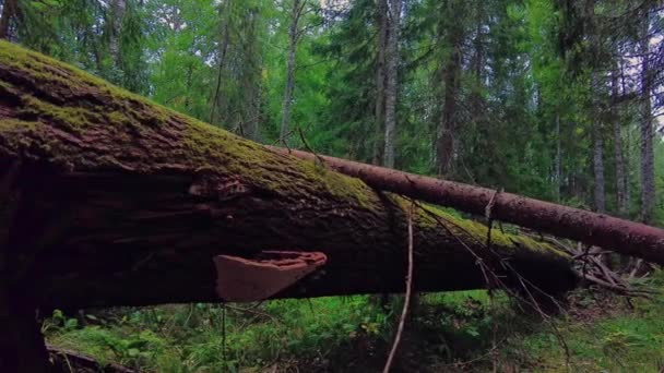 倒下的树正在森林中央腐烂 树桩上长着覆盖着苔藓和毒菌的圆木 左右滑动射击 — 图库视频影像