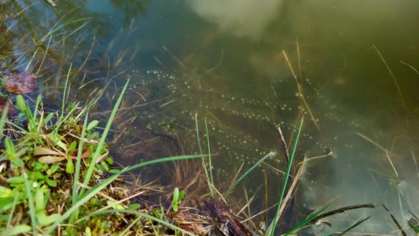 在池塘边的水生植物上的两栖类卵线 线形蛤蟆蛋 普通蛤蟆 春季产于欧洲的蛤蟆蛋的近景 — 图库视频影像