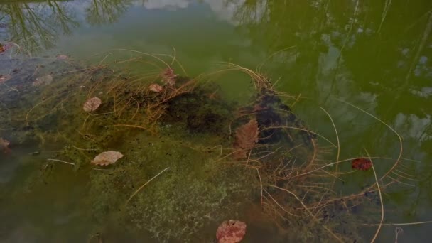 水中植物と藻類の間の小さな池で泳ぐオタマジャクシの群生 — ストック動画