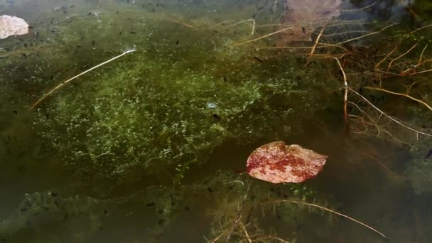 ビューを閉じます 水中植物の間の小さな池でオタマジャクシが泳ぐ オタマジャクシに刺さって外に出ようとする — ストック動画