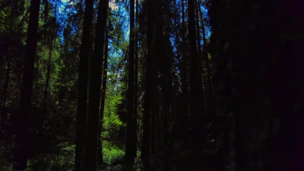 Rivelando Colpo Dietro Albero Vista Della Silhouette Pini Una Foresta — Video Stock