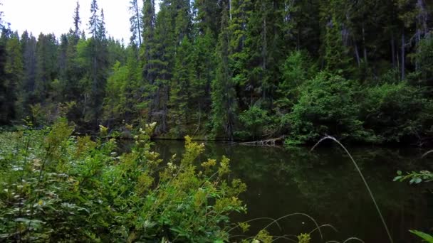 Kleiner Waldsee Der Schwedischen Wildnis Sommer Reflexion Der Laub Und — Stockvideo