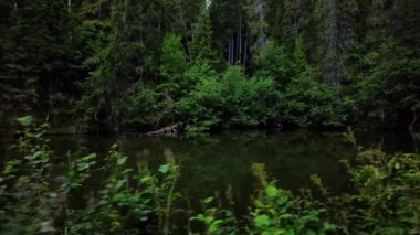 Yazın İsveç 'in vahşi doğasında bir orman gölü boyunca yürüyüş. Siljan Halkası 'nın etki krateri Styggforsen Ulusal Parkı Boda, Dalarna İlçesi İsveç' teki Yaprak döken ve kozalaklı ağaçların yansıması