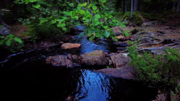 魔法の森の中を流れる新鮮な水の流れ スウェーデンの夏に自然保護区で撮影されたスライド — ストック動画