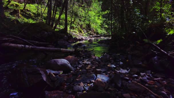 Piękna Malownicza Wolno Płynąca Rzeka Skalisty Potok Leśny Cieniu Drzew — Wideo stockowe