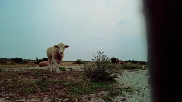 好奇心旺盛な牛はカメラに向かって歩き 肉牛は横になり 沿岸の茂みを持つ牧草地で放牧します パンニングショット低角度ビュー左にショットを明らかに — ストック動画