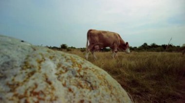 Bir kayanın arkasından sahili çalılı bir çayırda otlayan bir ineğin görüntüsü. Yemek için ot arayan inek sürüsü, düşük açı görüntüsü soldan sağa yavaş çekim yapıyor..