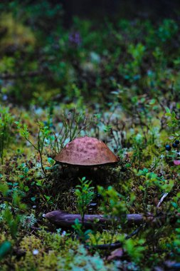 Boletus edulis, renkli İsveç ormanlarında, yosun, ren geyiği ve yabanmersini çalılarının (Bilberry Aşısı) arasında, ormanda yetişir.
